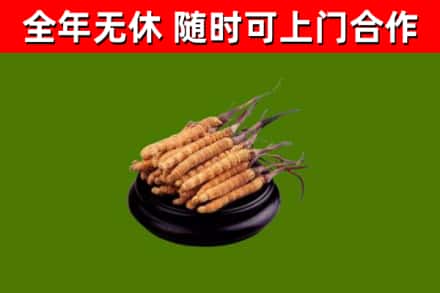 凉山烟酒回收冬虫夏草.jpg